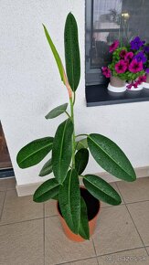Ficus Elastica longifolia / Fikus / Gumovník - 2