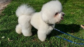 Krytie bichon frise - 2