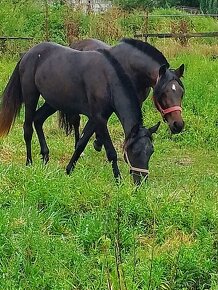 Welsh sportovy pony kobylu deres - 2