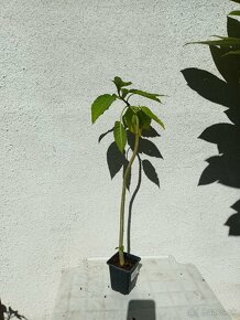 Anjelske truby - Brugmansia - 2