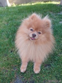 Pomeranian psik - 2