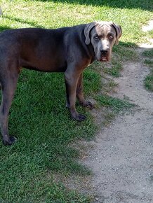 Cane corso - 2