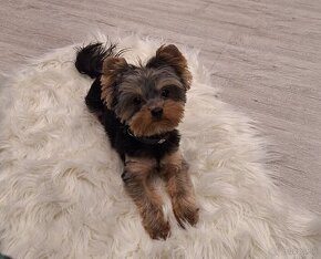 Yorkshire terrier mini krytie - 2