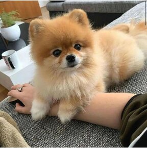 Pomeranian - 2