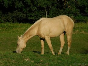 Paint horse champagne valasek - 2