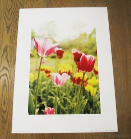 Print - Tulipány, Lúčne kvety, Lúka - 2