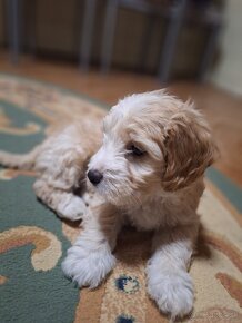 Maltipoo - 2