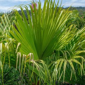 Palma čínska - Livistona chinensis - semená palmy - 10ks - 2