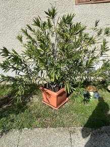 Oleander na predaj - 2