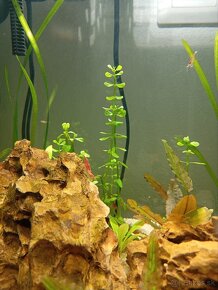 Krevetky Neocaridina 0,70€ - 2