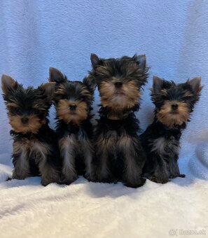 Yorkshire terrier, mini york, jorkšírsky teriér - 2