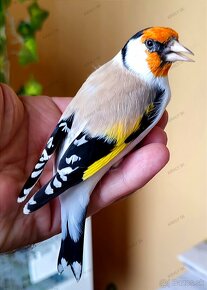 Stehlík pestrý - veľký sibírsky (Carduelis c. major) - 2