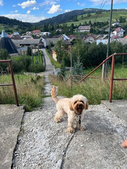 Cavapoo F1 na krytie - 2