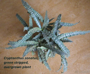 Terarijné bromélie Cryptanthus - 2