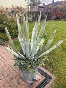 Agáva americká (Agave americana) - výška 150 cm - 2