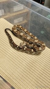 Aztec Boa constrictor - 2