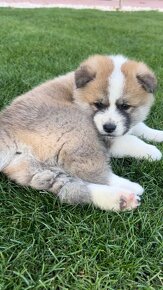 Akita inu šteniatka - 2