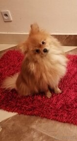 Pomeranian - 2