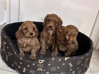 Cavapoo, cavalier,pudel - 2