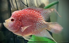 Flowerhorn Fireman s dream 1 - 2