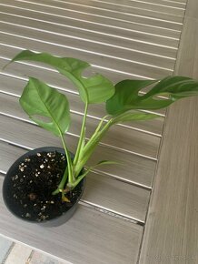 monstera minima - 2