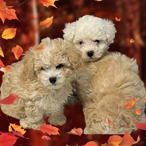 Maltipoo - 2