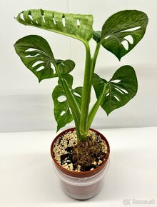 Monstera Adansonii Mint - 2