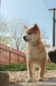 Shiba inu psík s PP - 2