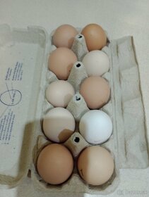Domáce vajcia - 2