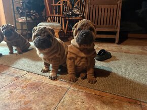 Šteniatka sharpei, sarpej, Shar-pei - 2