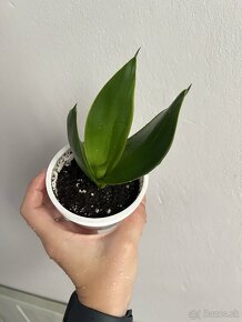 Svokrine jazyk sansevieria Hahnii Emerald - 2