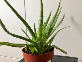 Aloe vera - 2