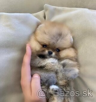 Pomeranian mini chlapček - 2