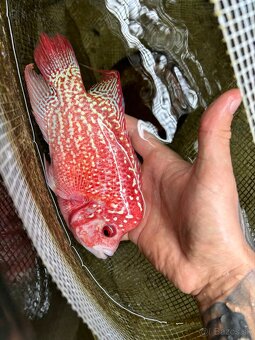 Flowerhorn King Kamfa Golden Basse Fader samica - 2