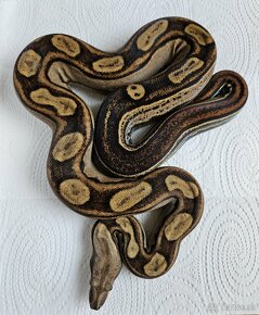 Boa constrictor - 2