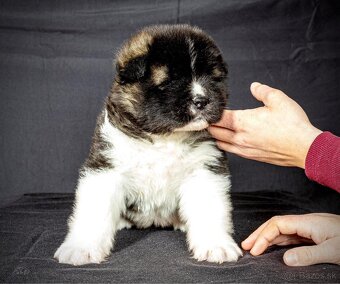 Americka Akita šteniatka - 2