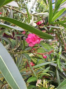 Oleander - 2