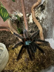 Vtáčkar, Pavúk, Tarantula - 2