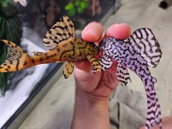 Pleco, Hypancistrus, Ancistrus long fin, sumce - 2