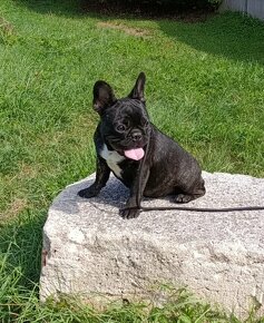 Francúzsky buldoček s PP/French bulldog - 2