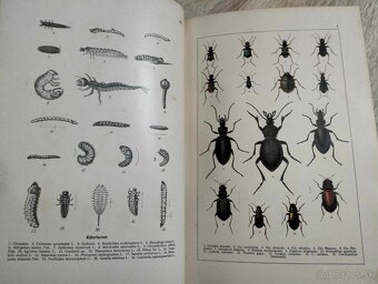 C.G.CALWERS--okolo roku 1905--KÄFERBUCH EINFÜHRUNG IN DIE KE - 2