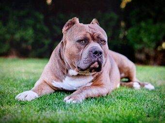 American Bully krytie - 2