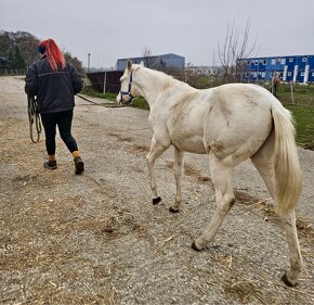 Cremello žrebček AQH - 2