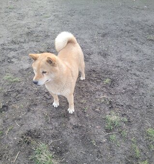 Shiba inu - 2