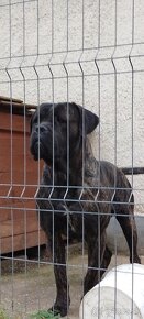 CaneCorso Šteniatka - 2