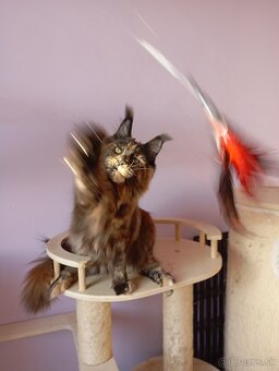 Maine Coon s PP - 2