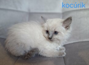 Ragdoll mačiatka - 2