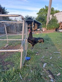 Australorp - 2