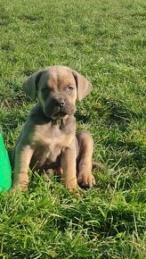 Cane Corso s PP - 2