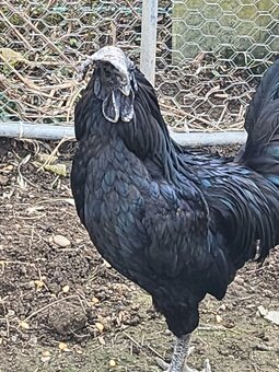 Predám kohúta Ayam Cemani, kohúta Hodvábničky - 2